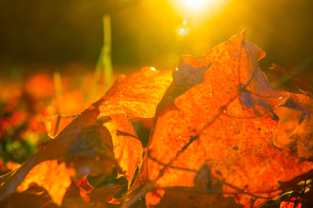 Cold fall day in the city park, sunrise