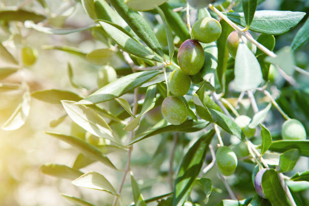 istock Green olives on the olive tree branch 931007110