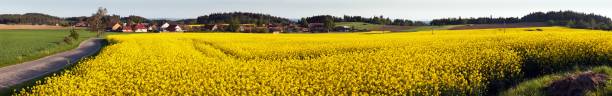 istock Field of rapeseed, canola or colza 931012542
