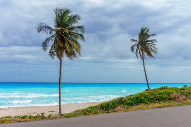 istock Perfect Caribbean empty beach with azure sea and two high green palm trees 931015370