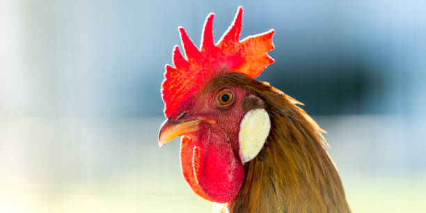 istock Portrait of a rooster 931015806