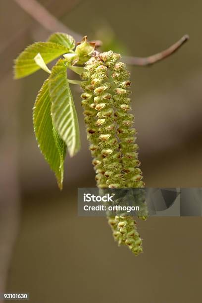 Infiorescenza Di Olmo - Fotografie stock e altre immagini di Albero - Albero, Composizione verticale, Fotografia - Immagine