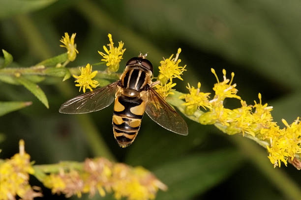 istock Hoverfly on Early Golden Rod flower 93101673