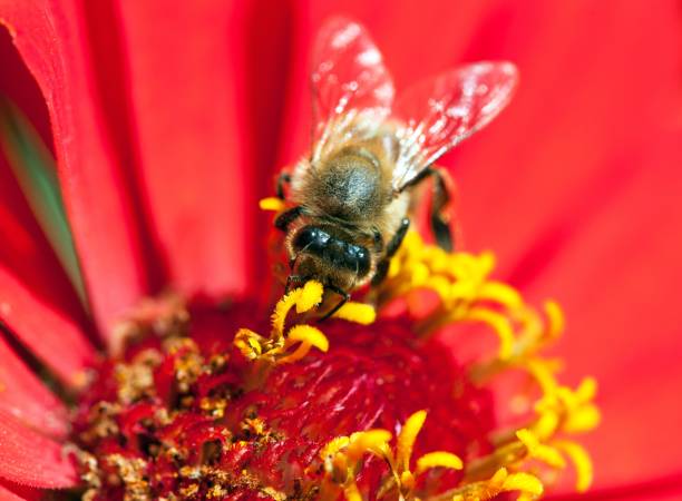 istock bee or honeybee in Latin Apis Mellifera 931018282