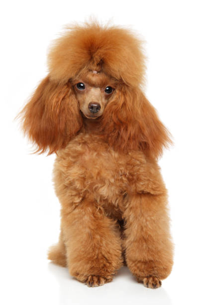 istock Toy Poodle portrait on white 931018692