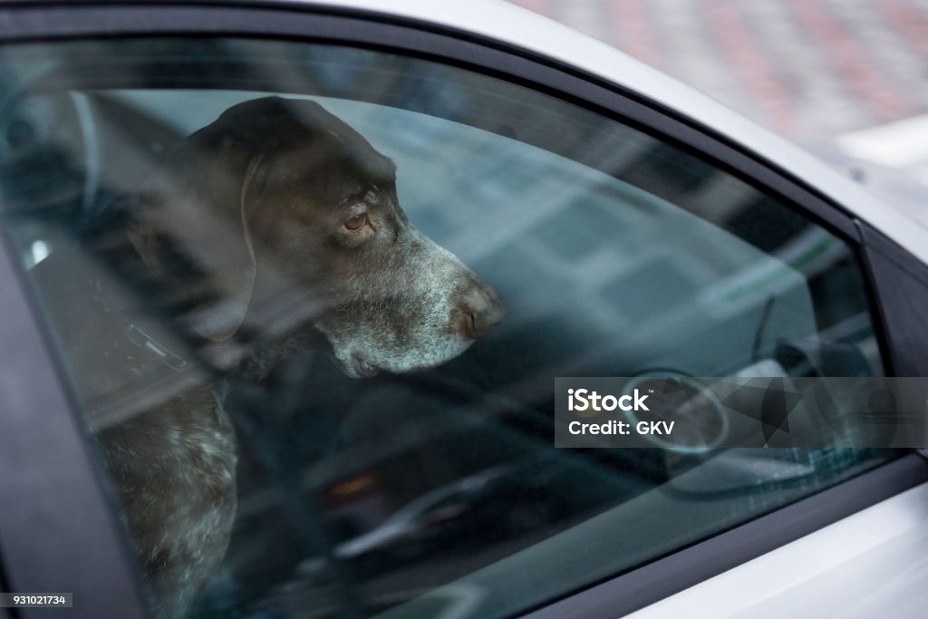 残された犬には、車がロックされています。閉鎖空間における放棄された動物は。ペット過熱または低体温症の危険があります。所有者の過失と健康の脅威 - 自動車のロイヤリティフリーストックフォト