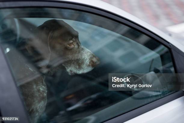 Dog Left Alone In Locked Car Abandoned Animal In Closed Space Danger Of Pet Overheating Or Hypothermia Owners Negligence And Health Threat Stock Photo - Download Image Now