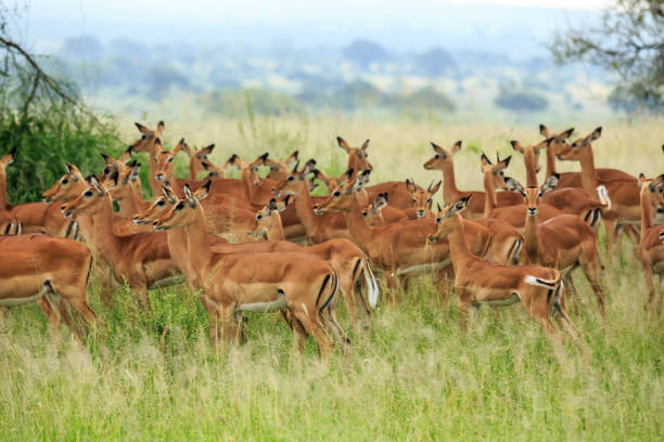 istock A herd of Impala in Tanzania 931024714