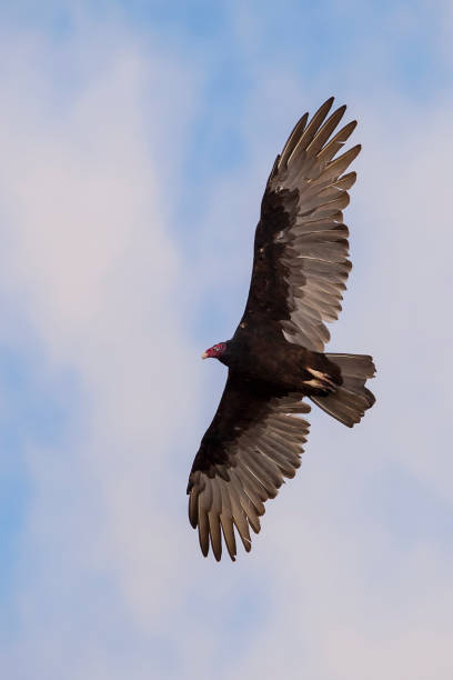 Urubu-caçador - foto de acervo