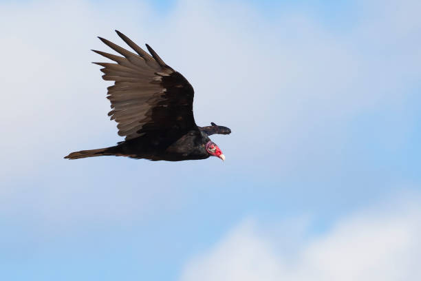 Urubu-caçador - foto de acervo