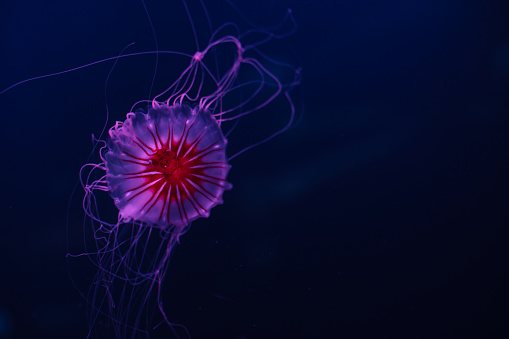 Transparent jellyfish