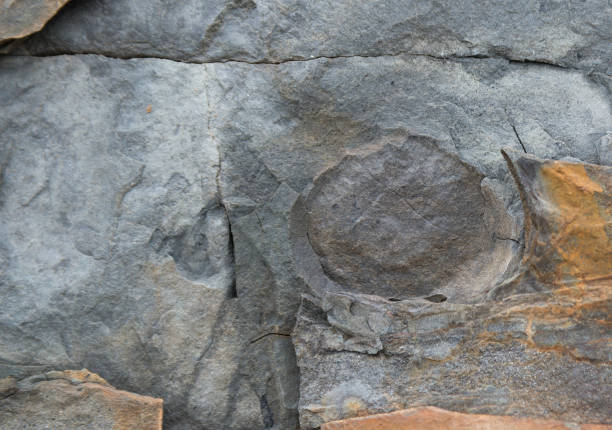 istock Fossil In The Side Of A Cliff 931028434