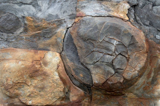 istock Fossil In The Side Of A Cliff 931028470