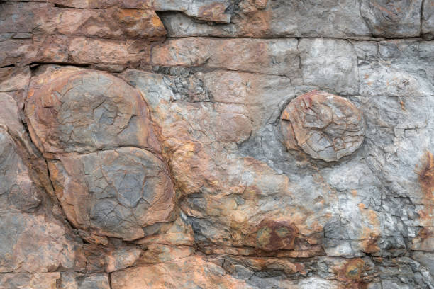 istock Fossil In The Side Of A Cliff 931028482