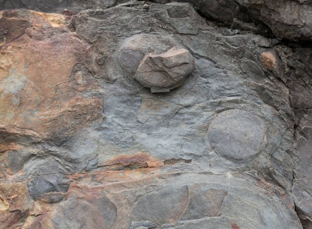 Fossil In The Side Of A Cliff