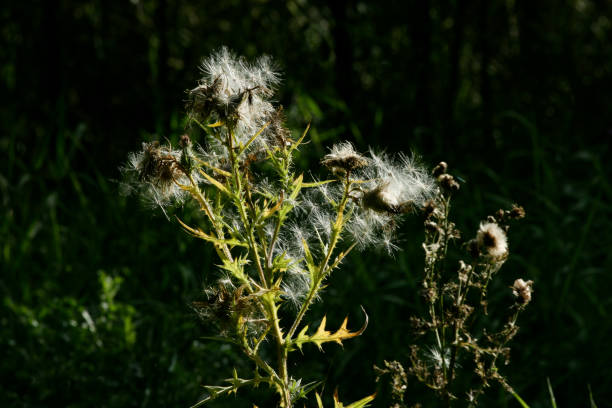 istock Pacific Northwest forest and Milk thistle plant 931028596