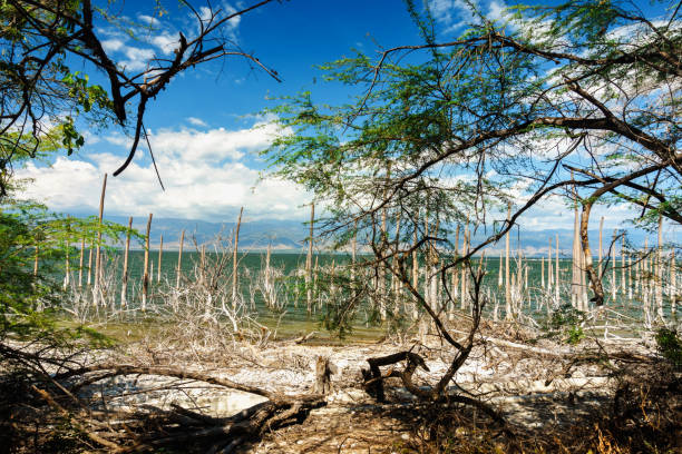 salt lake, the trunks of the trees without leaves in the water, Lake Enriquillo stock photo