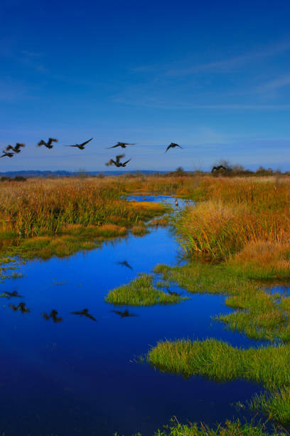 istock Pacific Northwest wetlands and American Bitterns birds in flight 931028794