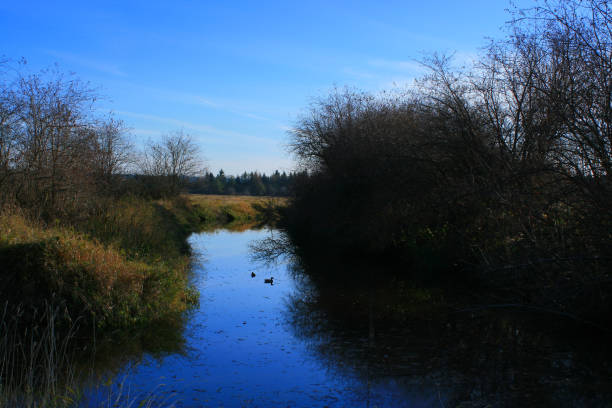 istock Pacific Northwest wetlands water channel 931028812