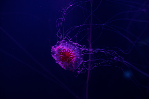 Transparent jellyfish