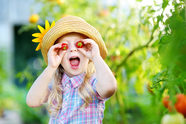 adorabile bambina che indossa il cappello raccogliendo pomodori biologici freschi maturi in una serra - gardening child vegetable garden vegetable foto e immagini stock