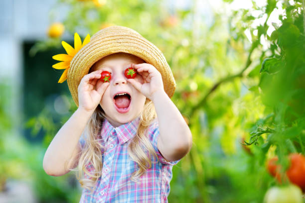 adorável menina vestindo chapéu colheita fresco orgânico tomates maduros em uma estufa - gardening child vegetable garden vegetable - fotografias e filmes do acervo