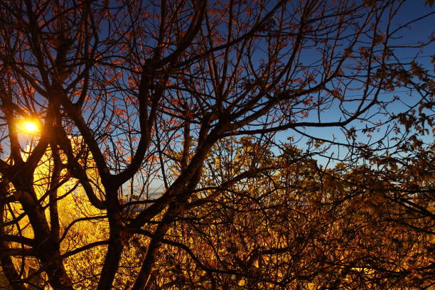 istock street back light illuminating tree silhouette in twilight 931034840