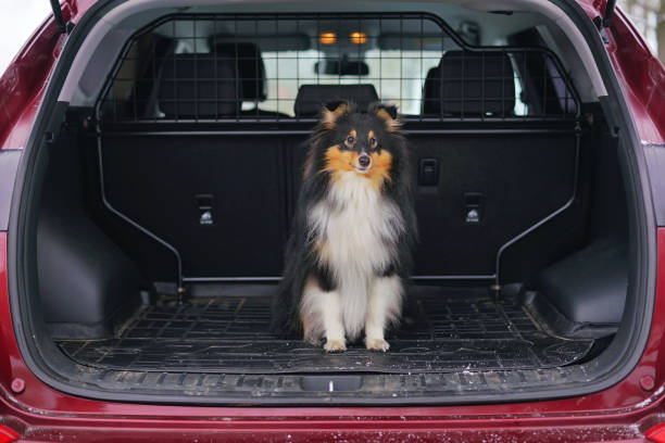 冬に車のトランクに屋外に座っている若いトリコロール シェルティー犬 - animal dog winter snow ストックフォトと画像