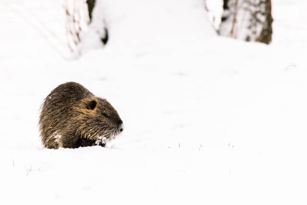 istock Wild coypu in the nature on the snow 931037718