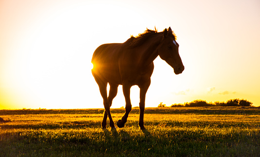Horse Running around with a happy jolly trot silhouette sunset of Texas Ranch Horse