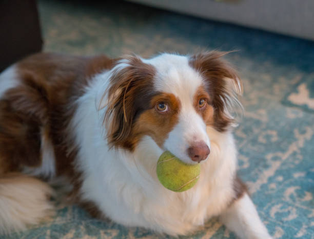 istock Dog Wants to Play 931050584
