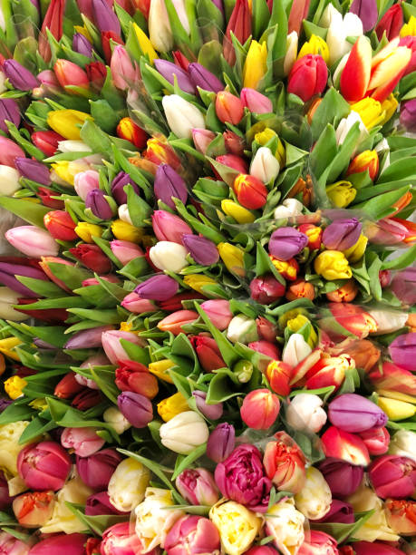 istock Spring tulip flowers red pink yellow Nature background 931052568