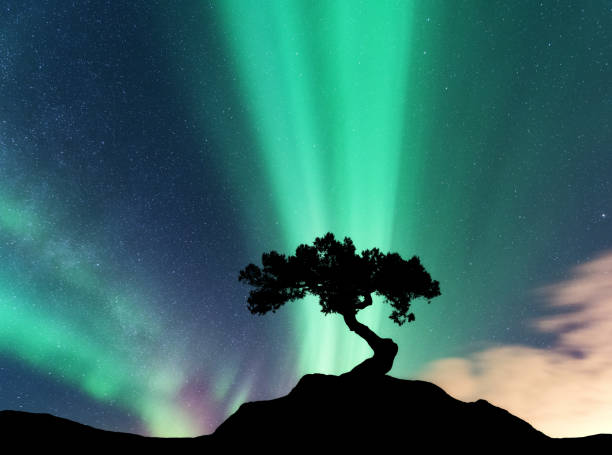 istock Aurora borealis and silhouette of a tree on the mountain 931058520