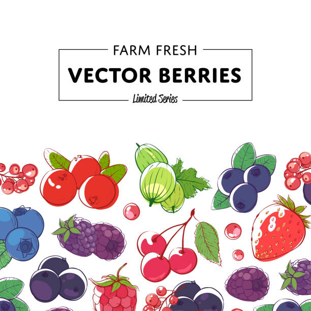 plakat detaliczny świeżych i soczystych jagód - berry fruit currant dessert vector stock illustrations