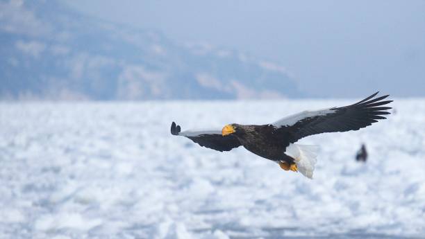 istock Owls of St. Sea eagles 931059212