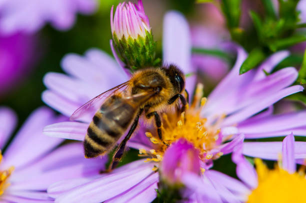 istock Bee on the purple diasy 931059552