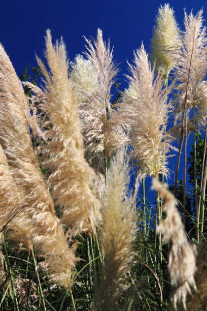 istock cortaderia plants rising up in beautiful sunny blue sky 931062262