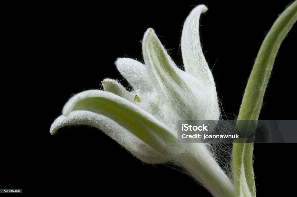 edelweiss - Lizenzfrei Blume Stock-Foto