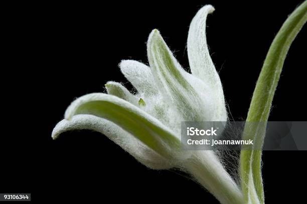 Edelweiss Stockfoto und mehr Bilder von Blume - Blume, Edelweiß - Blume, Einzelne Blume