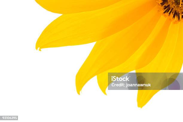 Amarelo Flor 3 - Fotografias de stock e mais imagens de Amarelo - Amarelo, Arranjo, Beleza