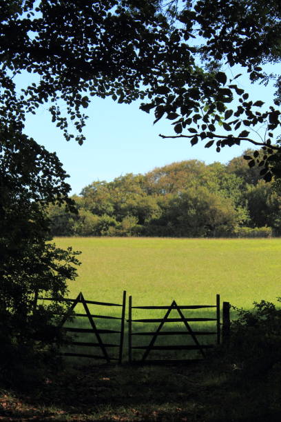 istock meadow in sunlight with fence silhouette 931064828