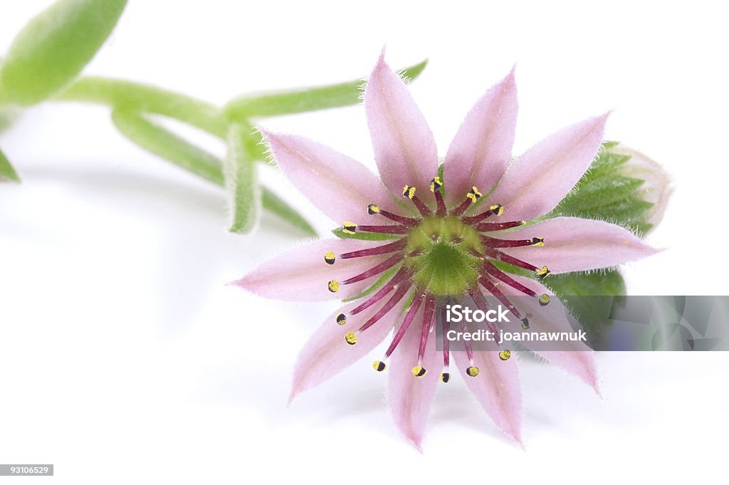 cactus. fleur rose - Photo de Beauté libre de droits
