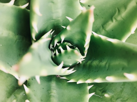 A Close Up Full Frame Image of an Aloe Brevifolia Cactus Plant in Differential Focus