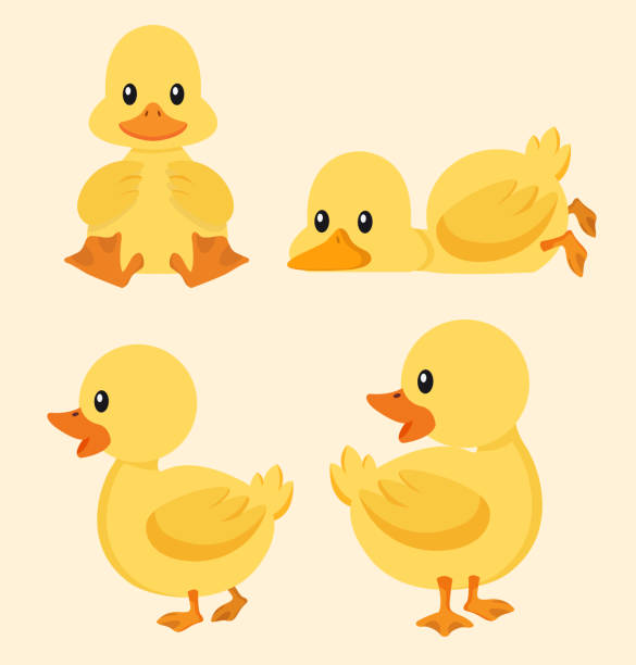 Cute yellow duck set Vector illustration, Flat and minimal vector eps file With Copy Space Flat Vector Illustration duck bird stock illustrations