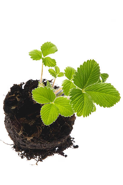 istock baby plant - strawberry 93107099