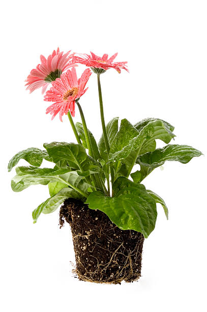 istock Closeup of pink daisy with water droplets and root system 93107112