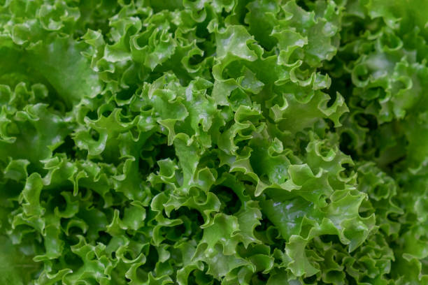 istock Fresh organic green lettuce background. Vegetable salad lettuce. 931072796