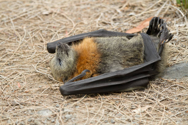 pipistrello della frutta morta sdraiato a terra - bat fruit bat mammal australia foto e immagini stock
