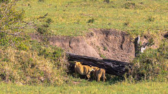 Two lion cubs are looking for a den. Kenya, Africa