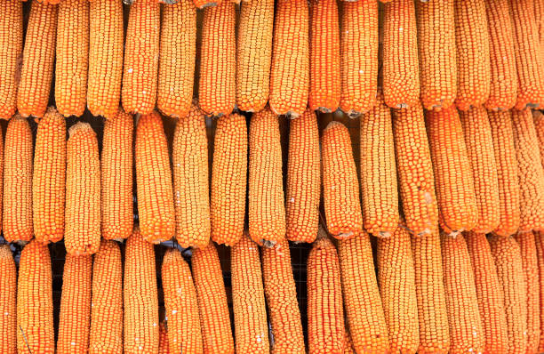 Background of corn on the cob